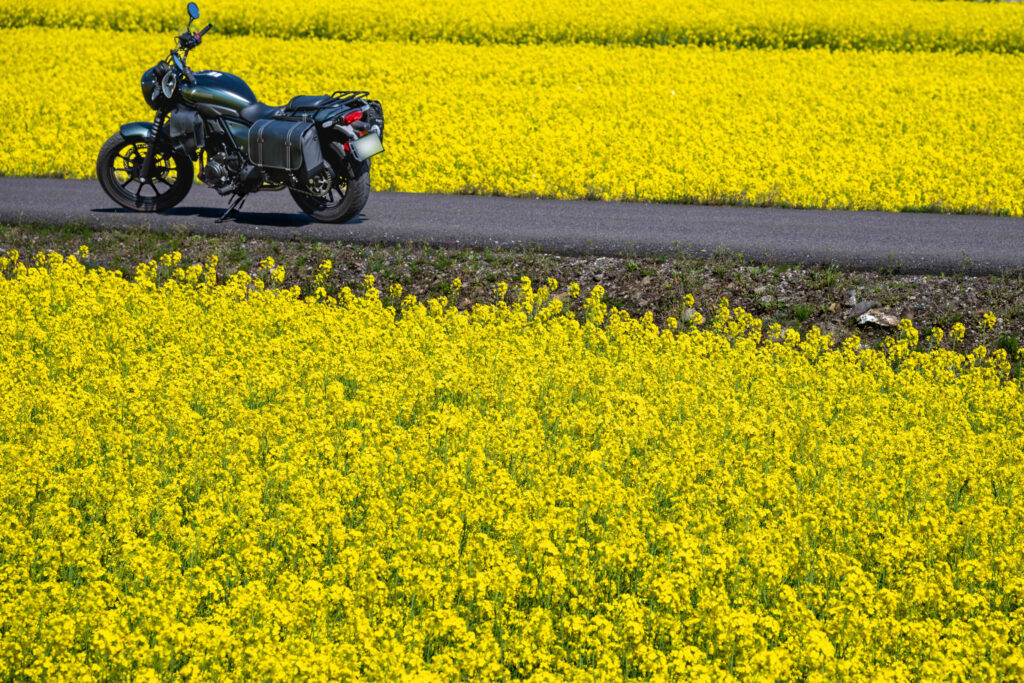 菜の花畑の手前と奥に黄色い花を配置し、中央の道路にカワサキ エリミネーター
400SEを置いた風景構図。Nikon Z8、焦点距離120mm、F7.1で撮影。