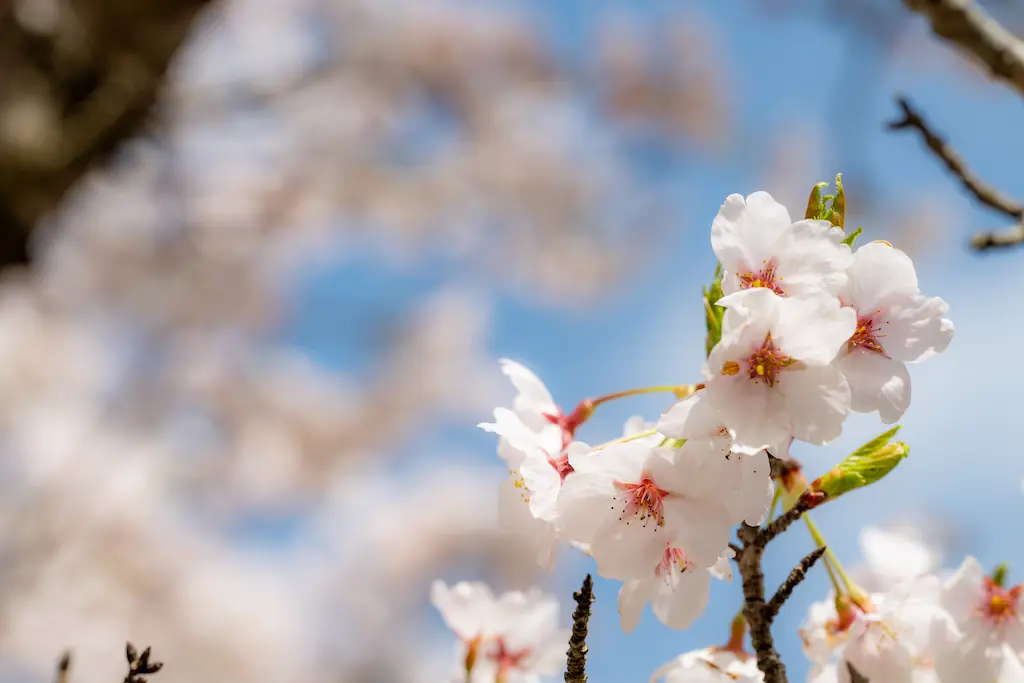 青土ダム 桜｜桜単体のクローズアップ