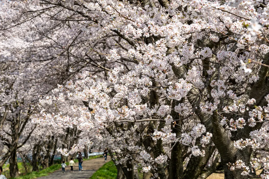 高時川桜並木の満開のソメイヨシノ・晴天無風の2026年4月3日に撮影