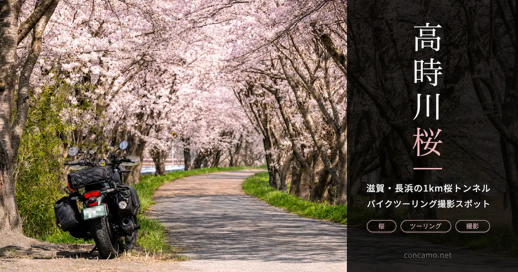 高時川 桜｜滋賀・長浜の1km桜トンネル・バイクツーリング撮影スポット記事のアイキャッチ（エリミネーター400SEと桜並木道）