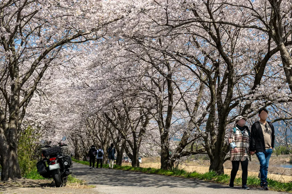 高時川桜並木の全景・約1kmの桜のトンネルを歩く観光客とエリミネーター400SE