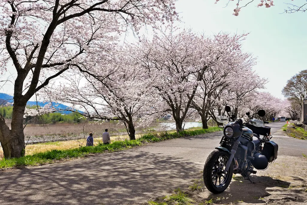 高時川桜並木の撮影スポット横構図作例・桜トンネルの奥行きとエリミネーター400SE