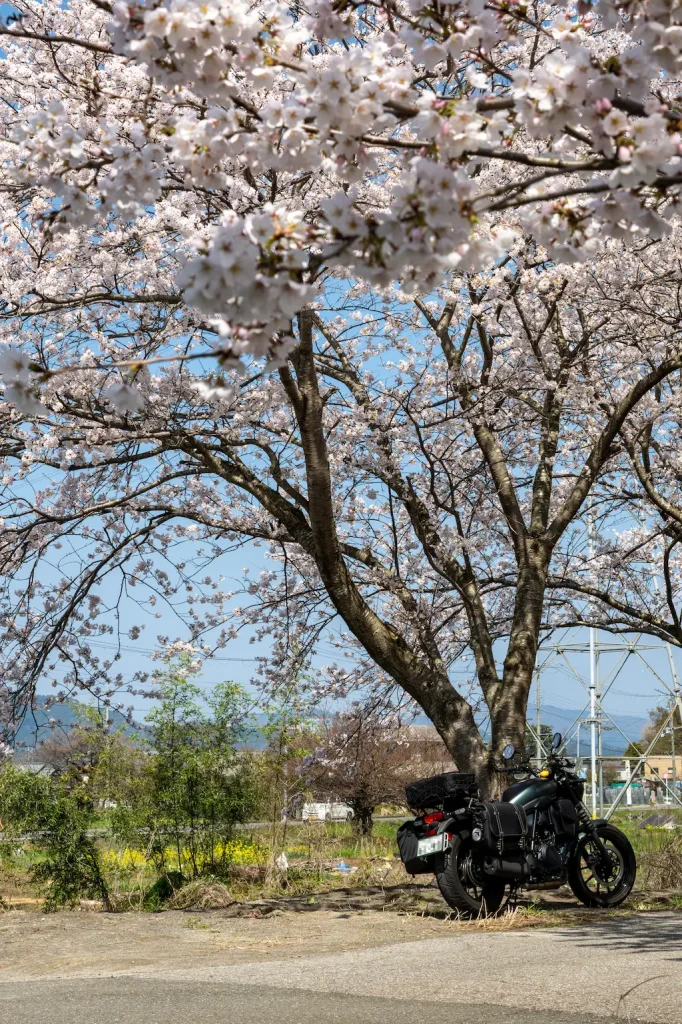 高時川桜並木での駐車。エリミネーター400SEの駐車状況