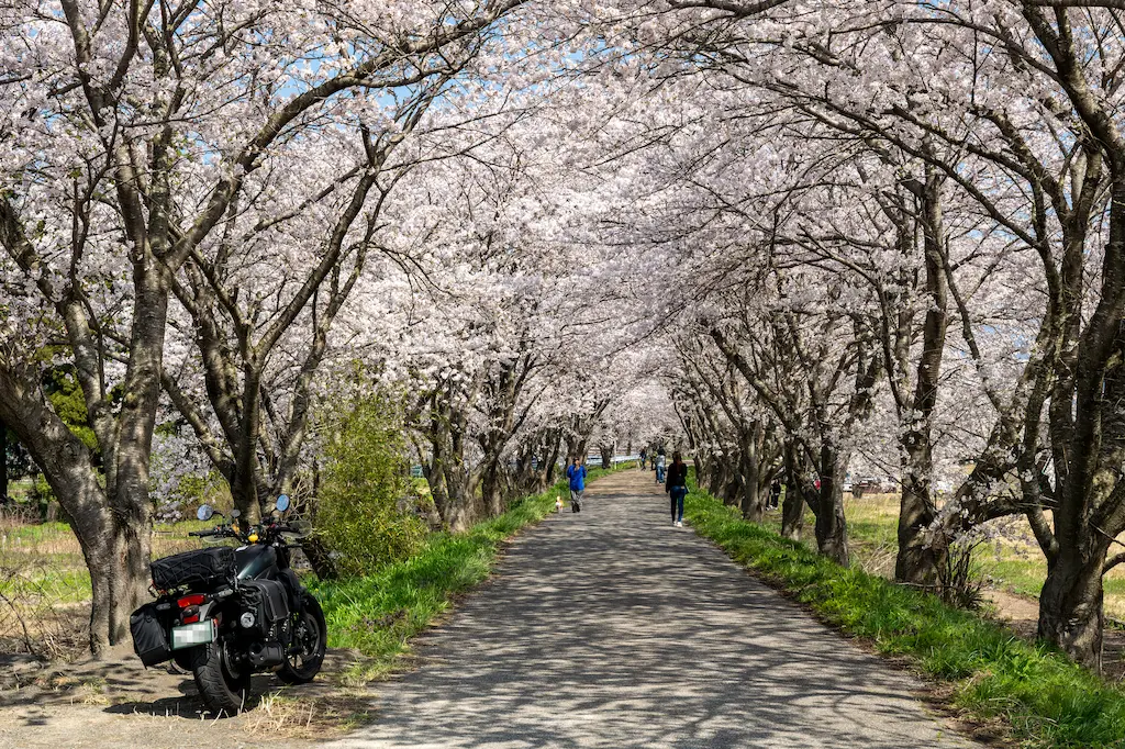 高時川桜並木でのバイクツーリング視点・エリミネーター400SEと桜並木道