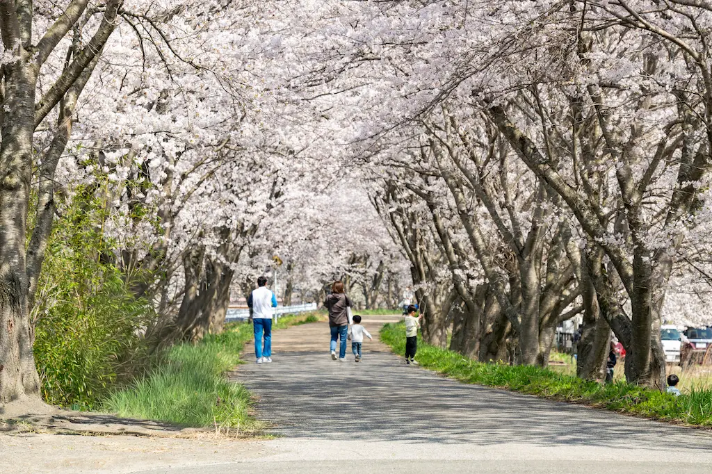 高時川桜並木の桜のトンネルを歩く家族連れ・約1kmの桜並木の引き構図
