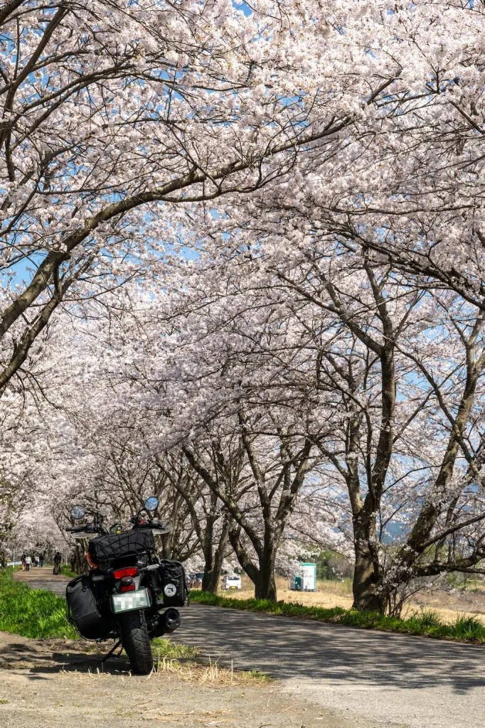高時川桜並木の撮影スポット縦構図作例・桜の大木とエリミネーター400SE